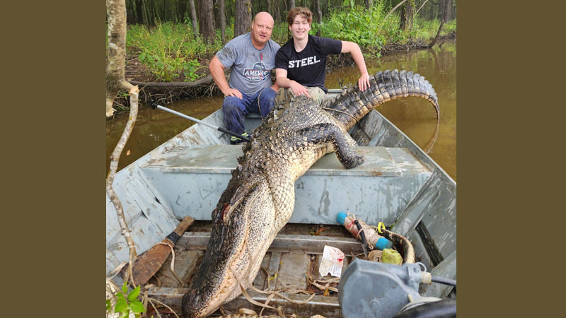 This 11-foot 7-inch gator was caught Sept. 17 at Richard K. Yancey WMA by 17-year-old Seth Doiron, along with his uncle, Jody Caze.