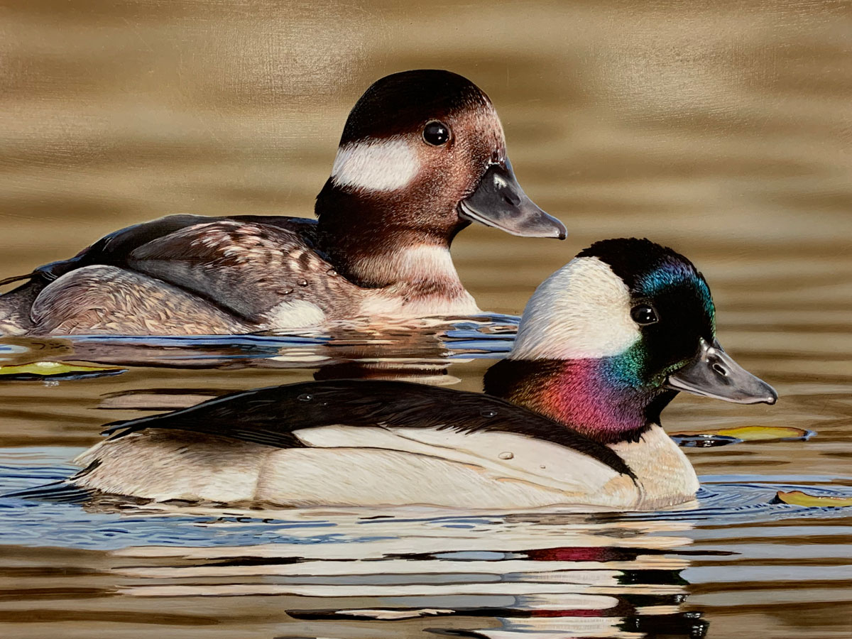 The winning entry for the 2023 Louisiana Duck Stamp Contest. (Photo courtesy LDWF)