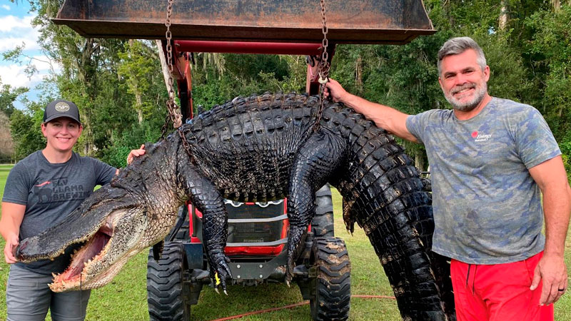 We wrangled a 12-foot 6-inch, 650-pound alligator on Sept. 11, 2022 in Marksville, while taking my father-in-law for a retirement gator hunting trip.