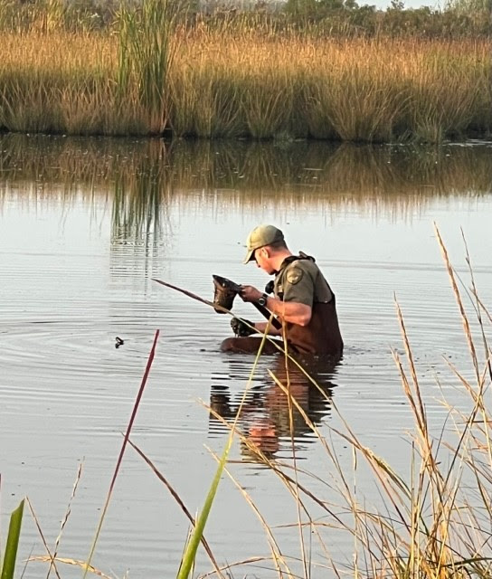 LDWF Senior Agent Shea Schexnaydre retrieves a sample of milo and corn from a baited pond. (Photo courtesy LDWF)