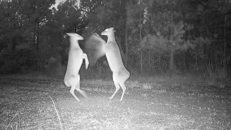 Rachel Darbonne Smith caught an amazing shot on her game camera north of Eunice, La., of two deer standing on their hind legs swinging their front hooves at each other as if boxing.