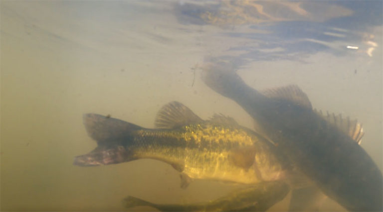 Louisiana Sportsman