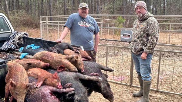 Losing the battle against feral hogs