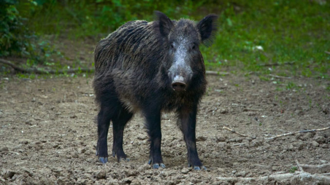 Wild hogs are challenging and fun to hunt, and can inflict major damage on farming and hunting property.
