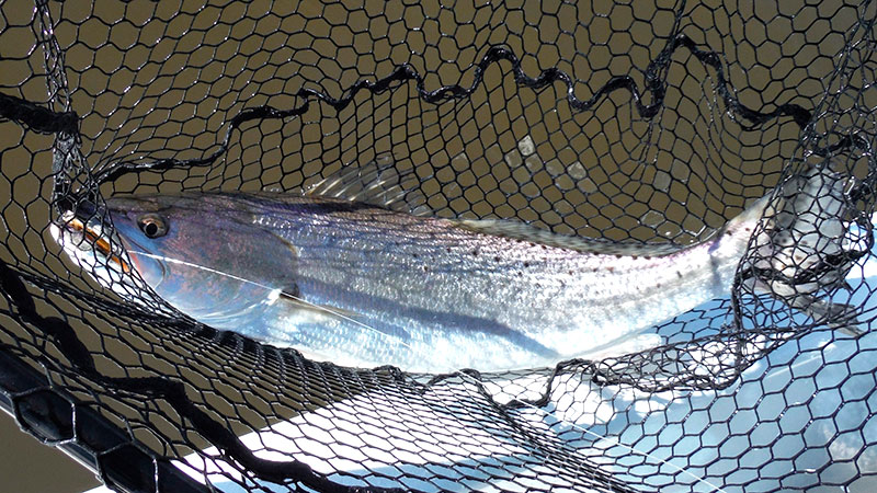 Louisiana Sportsman