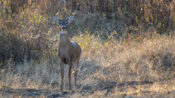 Wildlife and Fisheries Commission extends CWD control area