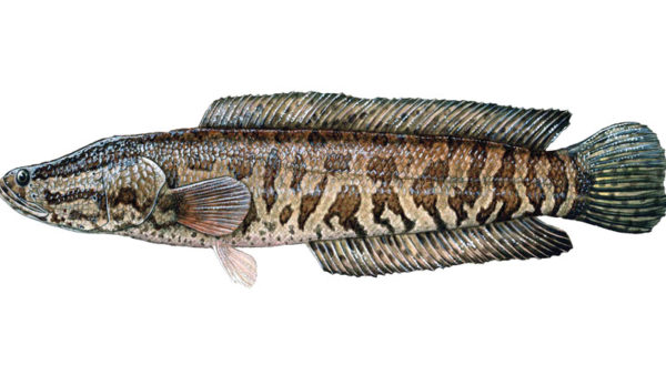 Northern Snakehead fish found in Concordia Parish