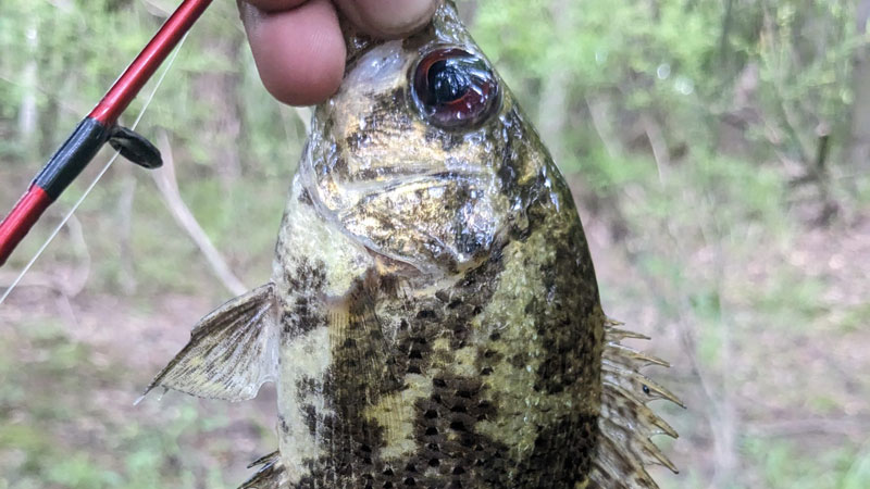 Shadow bass in Bogue Chitto State Park
