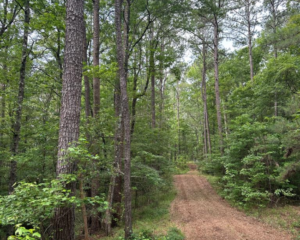 *UNDER CONTRACT* 3.63 AC FOREST RD 170, CROSBY, MS 39633!