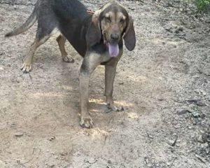Bloodhound Female (FREE)