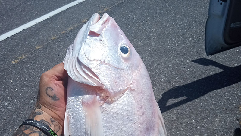 Hubern Doxey Jr., a commercial fisherman, sent in some photos of the unique fish and crabs he got this year.