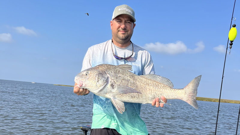 Derek Stelly caught this 36-inch black drum in Wilkinson Canal near the mouth of Barataria Bay on Aug. 26.