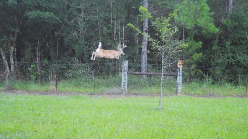 I caught this on a game camera on my acreage in Southeast Louisiana. Something must have triggered the camera just before this action shot.