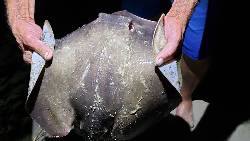 This stingray was caught at the Hydro near Three Rivers Wildlife Management Area.