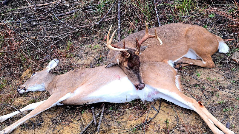 During the final few days of rifle season in Area 4, I was presented with an opportunity I'll likely never get again.