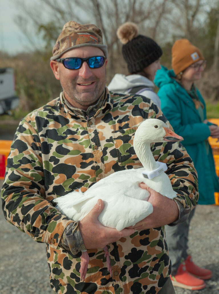 Fall Light Goose Louisiana Sportsman