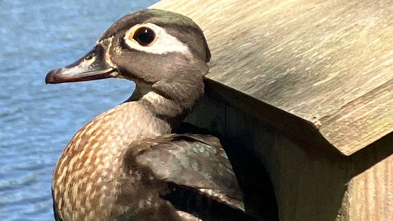 Wood duck box