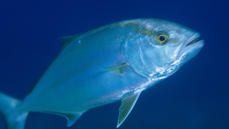 LDWF pushing for state management on greater amberjack - Louisiana Sportsman