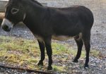 Miniature Donkey For Sale