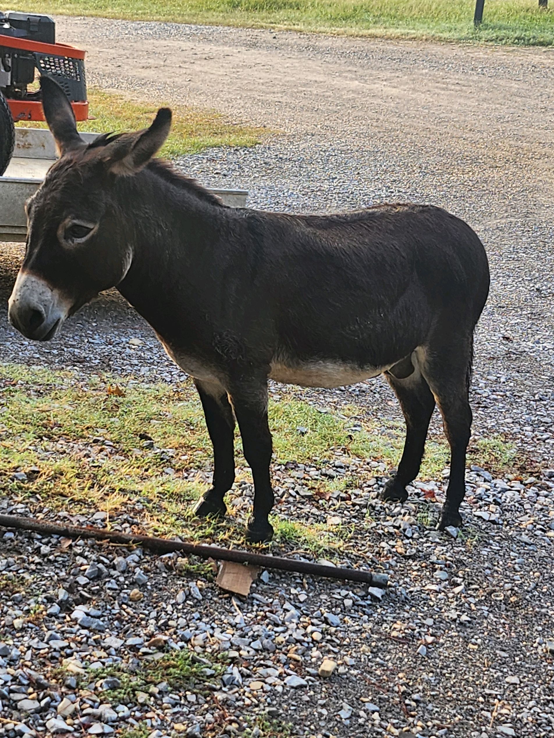 Miniature Donkey For Sale