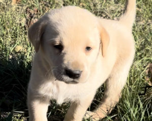 AKC Yellow Lab Puppies. Will be ready for Christmas!!