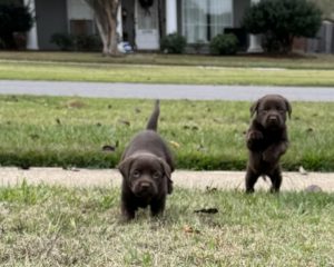 AKC CHOCOLATE LAB PUPPIES – ONLY 2 LEFT