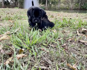 Registered AKC Lab Puppies for Sale! 🐾