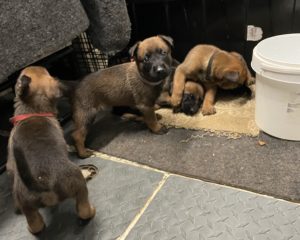 Belgian Malinois pups for sale