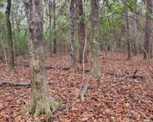 59.66+/- wooded acres Magnolia, Ms