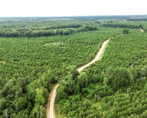 North Louisiana Timber Tract 696 +/- Acres