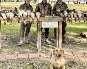 Guided Duck & Goose Hunts