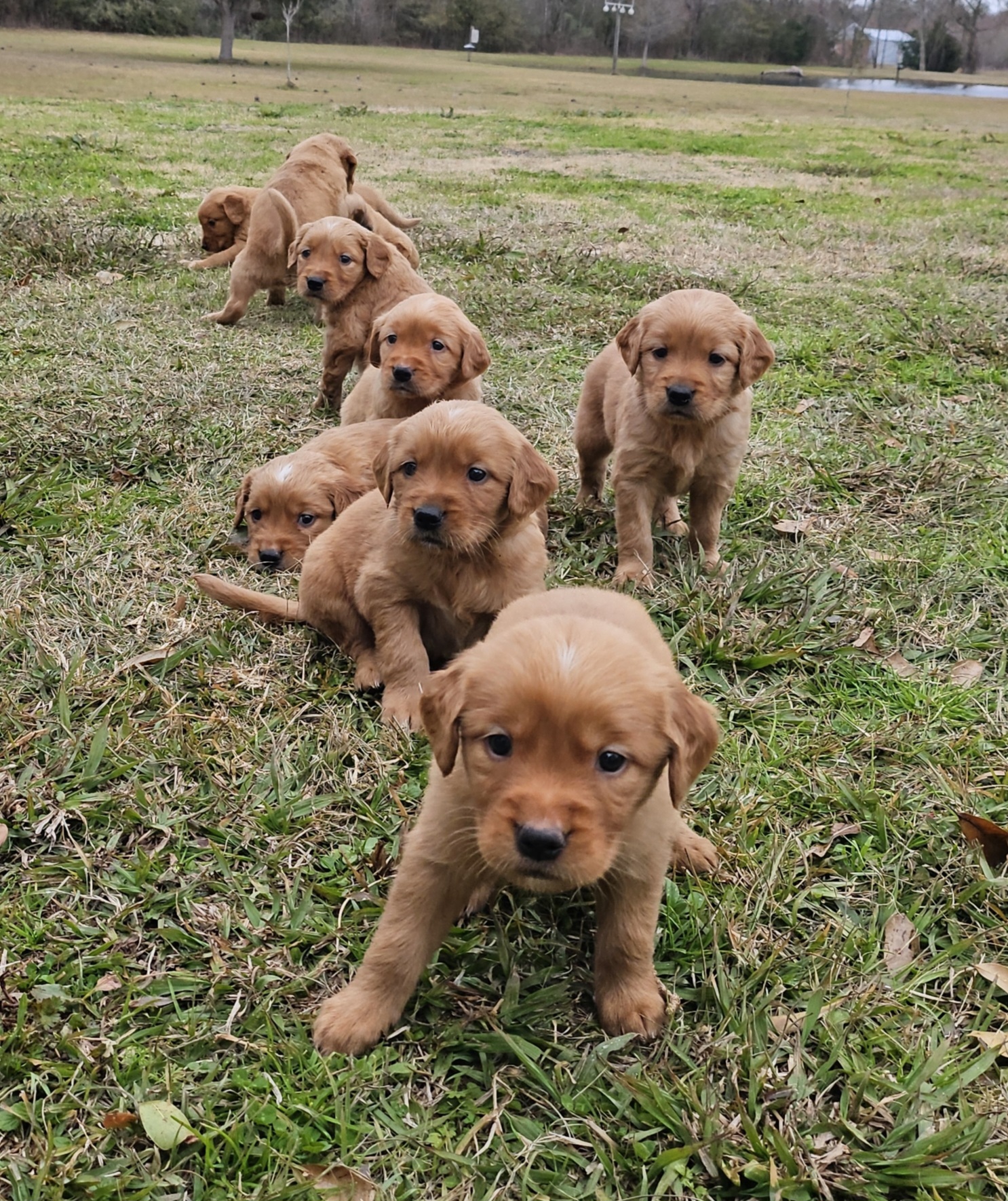 AKC Registered Golden Retriever Puppies
