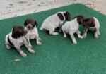 German Shorthaired Pointer Puppies AKC