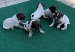 German Shorthaired Pointer Puppies AKC