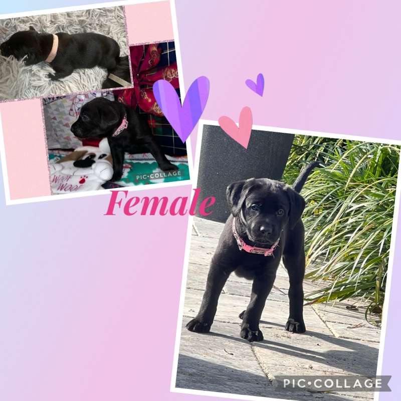 Registered AKC Lab Puppies for Sale!
