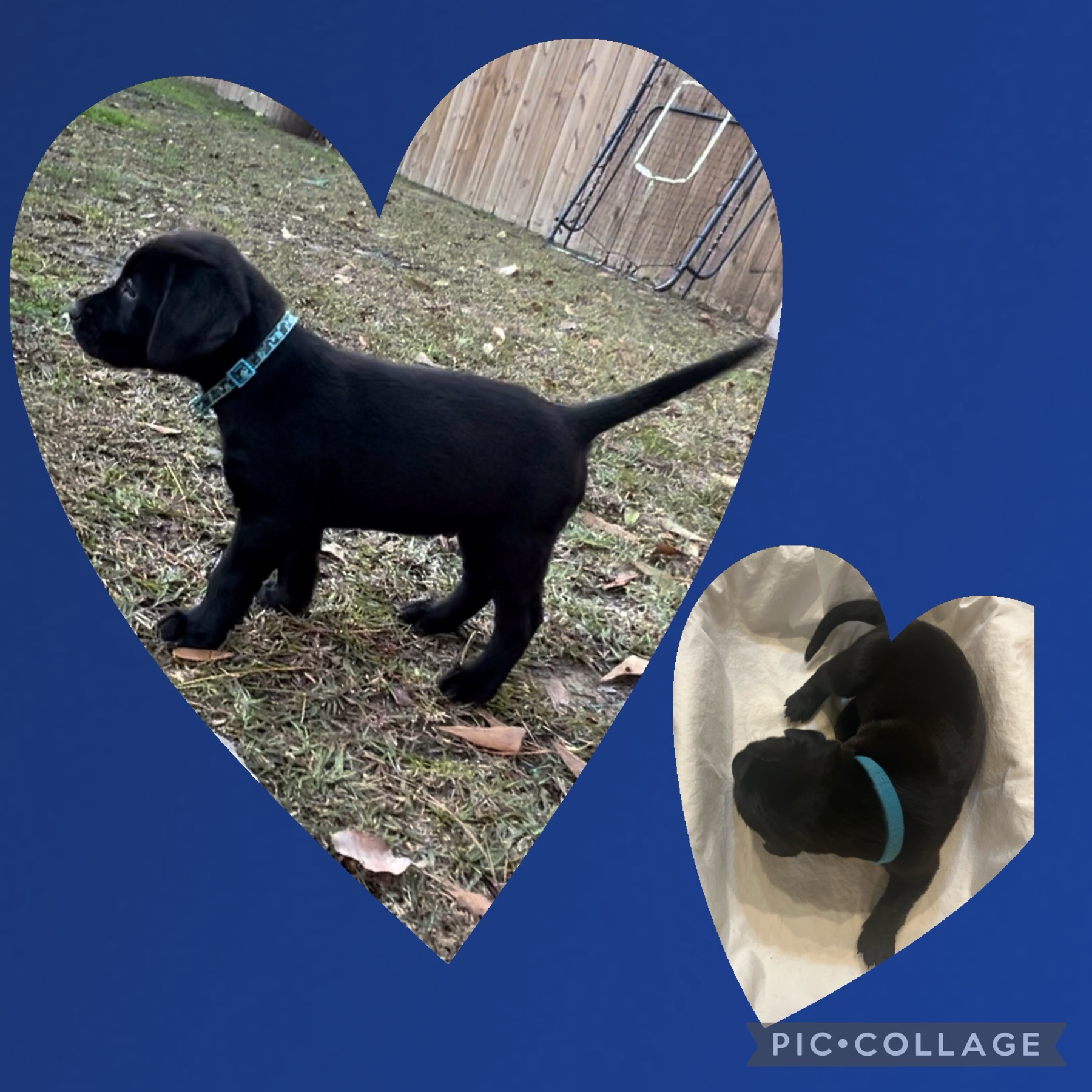 Registered AKC Lab Puppies for Sale!