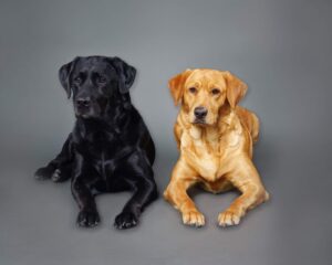 AKC Registered Labrador Retriever Puppies