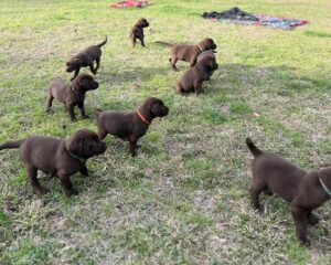 FS: AKC REGISTERED CHOCOLATE LABS w/papers