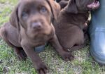 FS: AKC REGISTERED CHOCOLATE LABS w/papers