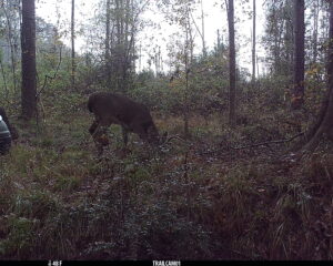Coon Creek Hunting Club- Walker, Louisiana- Nearby Denham Springs- 1 Hour 20 Minutes from Metairie- 3 Memberships Left!
