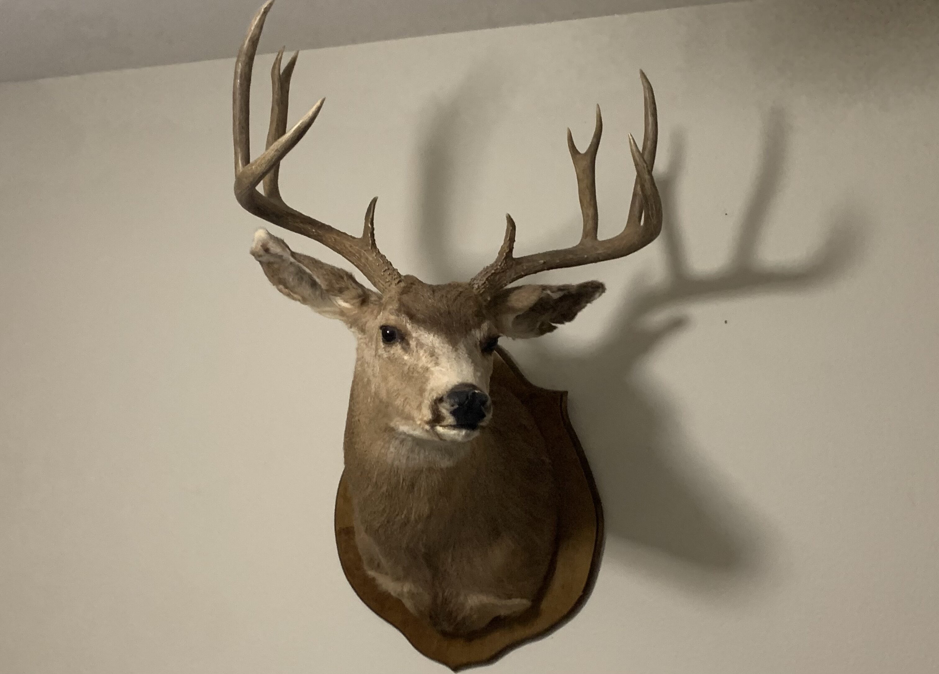 Two Deer Mounts – one mule deer and one white tail