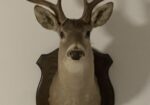 Two Deer Mounts – one mule deer and one white tail