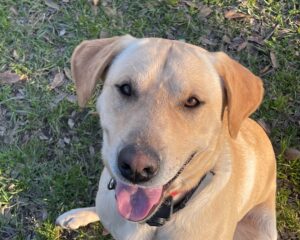 3 year old yellow lab