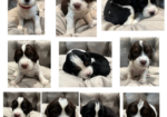 English Springer Spaniel Field and Bench Puppies