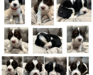 English Springer Spaniel Field and Bench Puppies