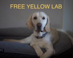 Free 6 Yr Old Yellow Lab