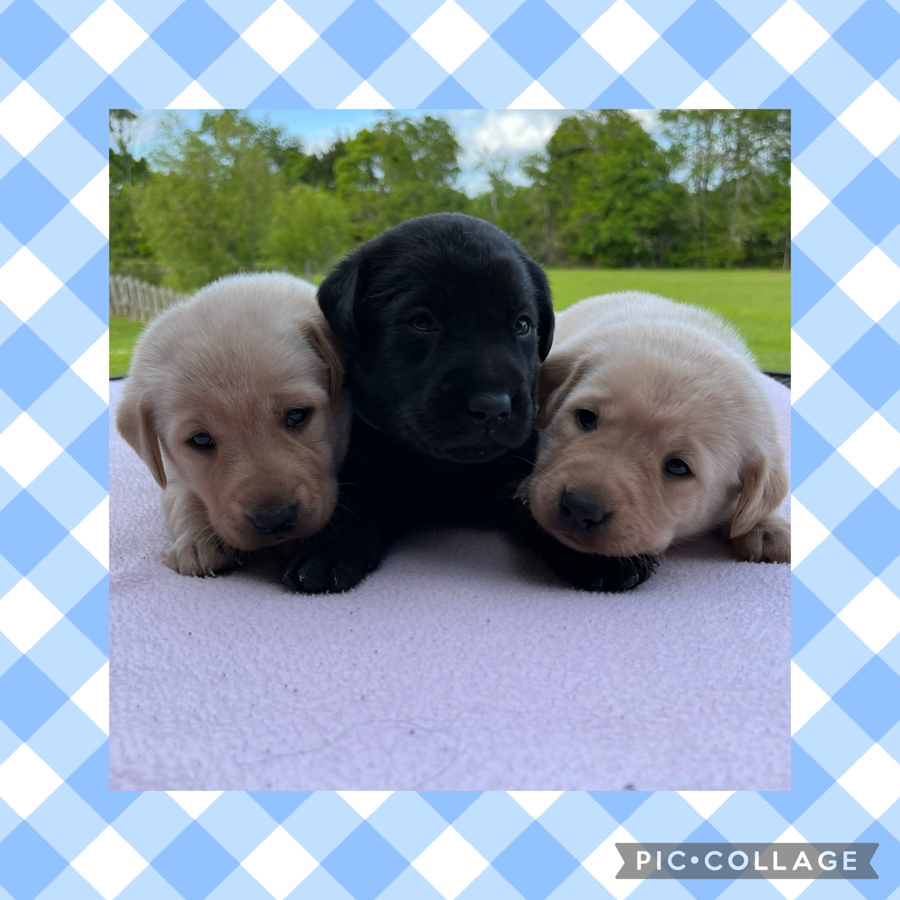 Lab Puppies for Sale