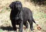 English Black Labrador Retriever