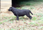 English Black Labrador Retriever