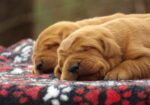 English/Show Fox Red Labrador Retrievers